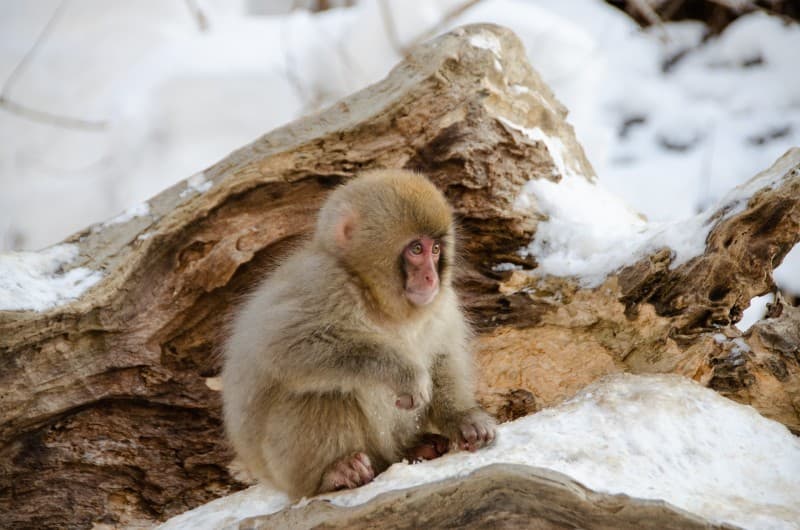 Japanese Alps - Snow Monkeys & Snow Corridor