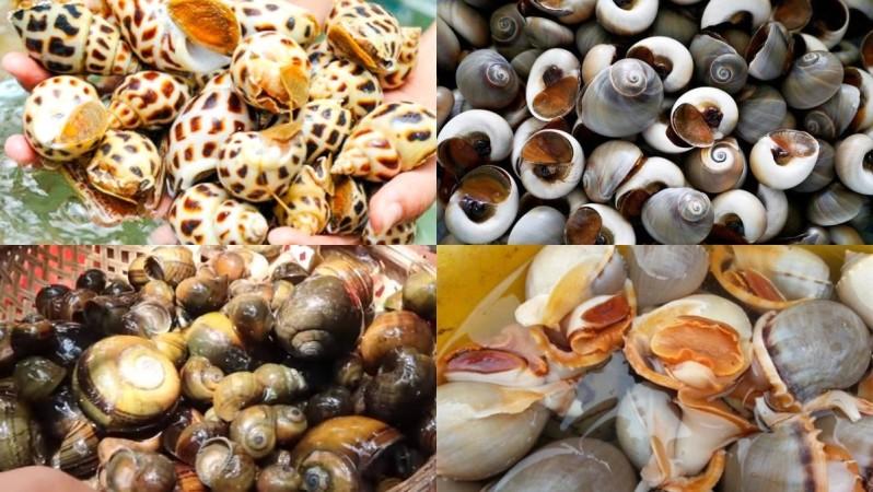 Sea Snail Dishes - © Gather