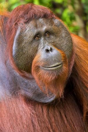 Orangutan, Tanjung Puting National Park, Borneo