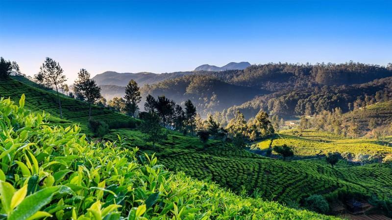 Ceylon's Green Gold: Unveiling the Tea Treasures of Nuwara Eliya