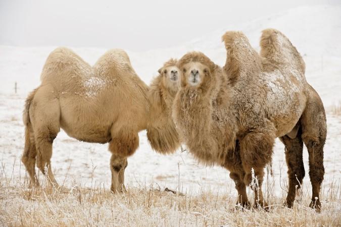 Camels during winter - © National Geographic