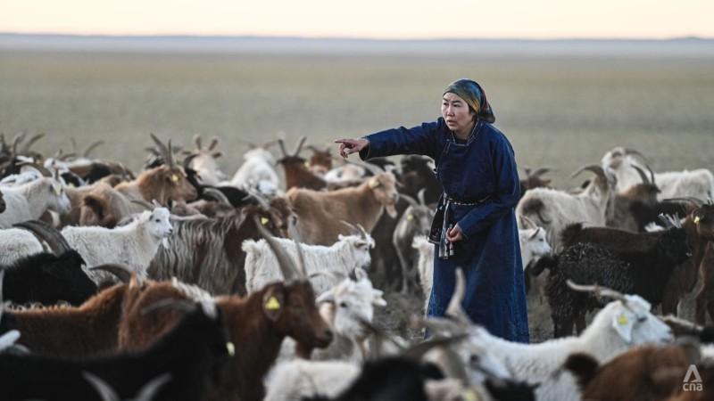 Mongolian Herder - © VietnamNet