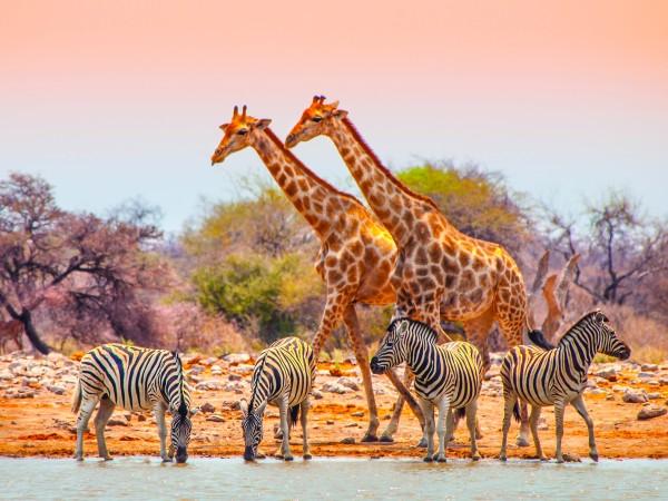 Wildlife and Safari Adventures