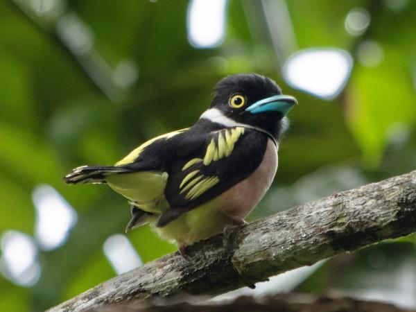 Wildlife encounters at Rainforest Discovery Centre (RDC), Sepilok by Hongbin