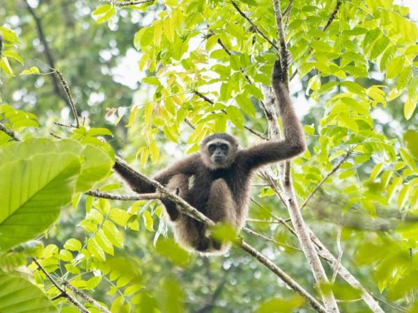 Eastern grey gibbon in Rainforest Discovery Centre (RDC), Sepilok by Hongbin