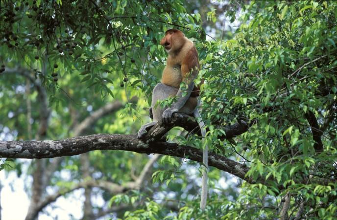 Wildlife encounters at Kinabatangan River Safari by Time Out