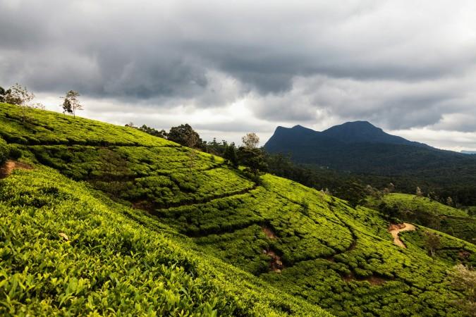 Vast tea plantation hills by Rowan Heuvel