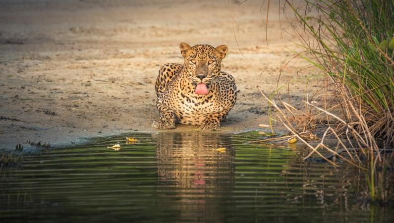 Leopard encounter by Udara Karunarathna
