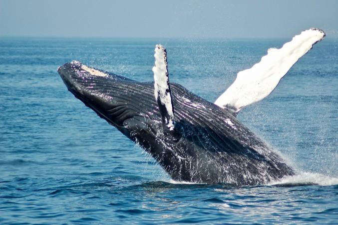 Thrilling Adventure: Whale Watching Experience in Sri Lanka