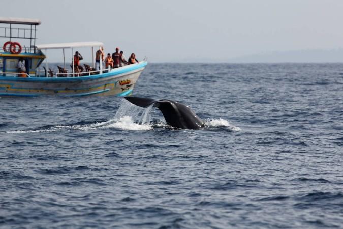 Chasing Whale in Sri Lanka